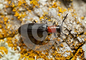 Checkered beetle, Tillus elongatus on wood