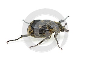 Checkered beetle (Valgus hemipterus) photo