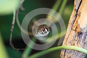 Checkered garter snake