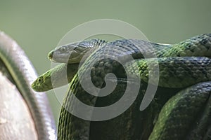 Checkered Keel Snake or Water Snakes resting