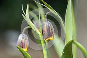 Checkered lily, Fritillaria michailovskyi meleagris close up