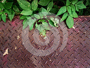 The checkered plate used for the playground is overgrown with wild plants on it