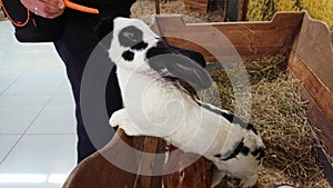 Checkered Rabbit Reaching for Carrot Snack