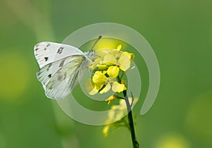 Checkered White butterfly feeding on yellow spring flowers