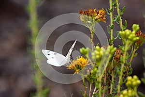 Checkered White Butterfly at Laguna Coast Wilderness Park