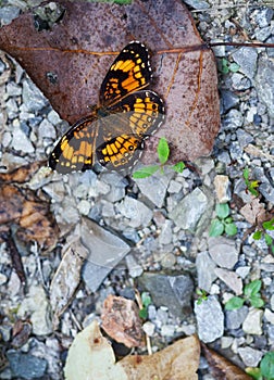 Checkerspot Butterfly