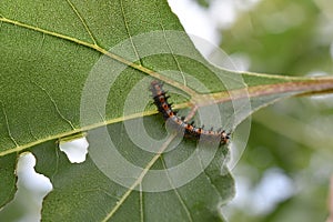 A checkerspot caterpillar on a sunflower leaf