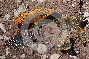 Checkerspot, Fritillary and Field Crescent Butterflies