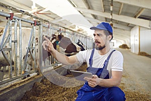 Male farm worker observes the cows in the cowshed and records the data on them on a digital tablet. photo