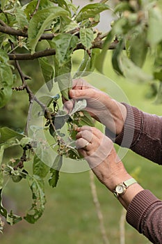 Checking apple tree for aphids