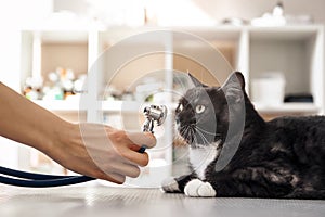 Checking the breath. Vet hand in protective gloves holding a phonendoscope in front of the muzzle of a large black cat