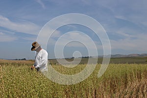 Checking the crop