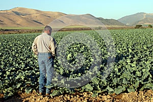 Checking the crops