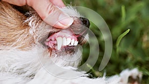 Checking a healthy dog teeth, pet dental care concept