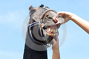 Checking horse teeth and health outdoors