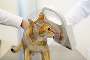 Checking for Microchip implant by cat