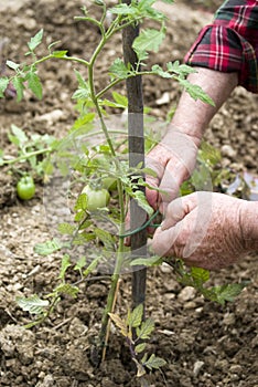 Checking plants of tomatoes
