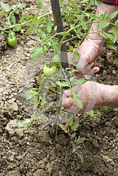 Checking plants of tomatoes