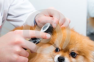 Checking the puppyâ€™s ears with an otoscope. A dog being examined at a veterinary clinic. Close-up