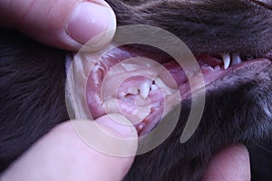 Checking the teeth of a brown working type cocker spaniel pet gundog