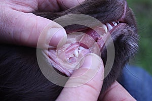 checking the teeth of a brown working type cocker spaniel pet gundog
