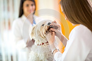 Checking teeth of Maltese dog in vet clinic