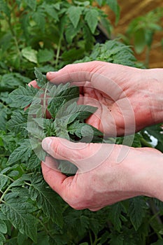 Checking tomato plant