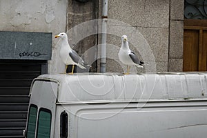 Checky Seagulls on top of a transporter on the streets of Porto, Portogual