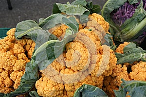 Chedar cauliflower, Brassica oleracea var. botrytis