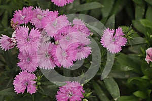 Cheddar Cliff Pink & x28;Dianthus gratianopolitanus& x29; rock garden perennial