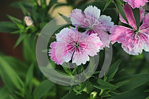 Cheddar Cliff Pink & x28;Dianthus gratianopolitanus& x29; rock garden perennial