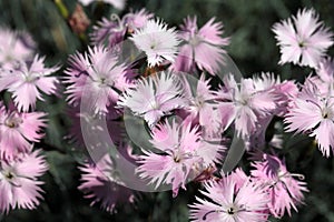 Cheddar pink (Dianthus gratianopolitanus)