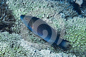 Cheek-Lined Maori Wrasse Cheilinus digramma