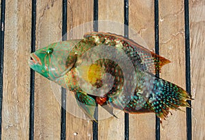 Cheek-lined Wrasse (Oxycheilinus digramma), caught fish on deck, Red Sea