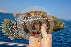 Cheek-lined Wrasse (Oxycheilinus digramma), caught fish in hand, Red Sea