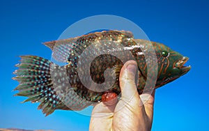Cheek-lined Wrasse (Oxycheilinus digramma), caught fish in hand, Red Sea
