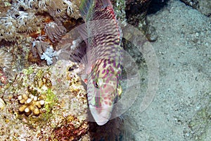 A Cheeklined Splendour Wrasse Oxycheilinus digramma in the Red Sea