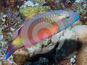 A Cheeklined Splendour Wrasse Oxycheilinus digramma in the Red Sea