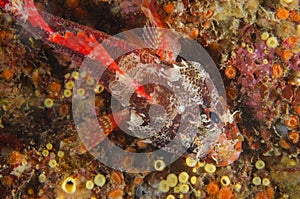 Cheekspot Scorpionfish-Scorpaenodes littoralis