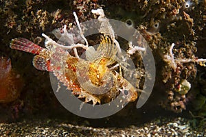 Cheekspot Scorpionfish-Scorpaenodes littoralis