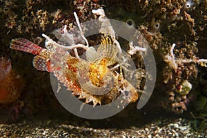 Cheekspot Scorpionfish-Scorpaenodes littoralis photo