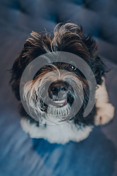 Cheeky black and white 4 months old Havanese puppy on a sofa, looking up at the camera