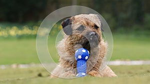 A cheeky border terrier