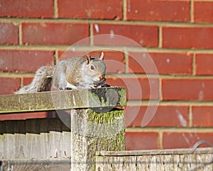 Cheeky Chappy