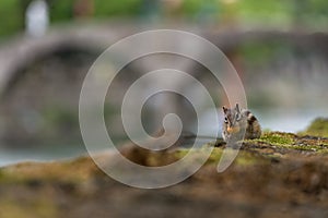 Cheeky Chipmunk - eating outdoors day