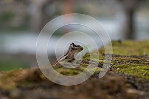 Cheeky Chipmunk - eating outdoors day