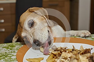 Cheeky dog steals food remains