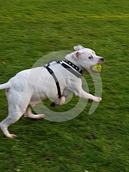 Cheeky dog teasing his owners with his ball