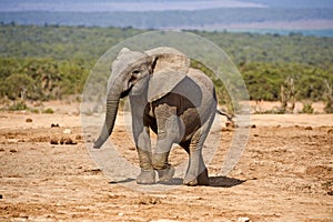 Cheeky Elephant