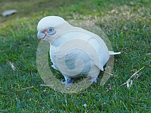 Cheeky Fun-Loving Enchanting Little Corella